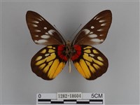 豔粉蝶藏品圖，第2張