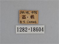 豔粉蝶藏品圖，第3張