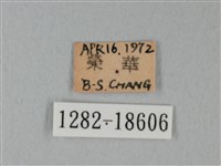 日本紫灰蝶藏品圖，第3張
