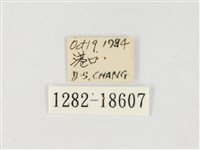 小紫斑蝶藏品圖，第3張