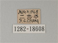 流星絹粉蝶藏品圖，第3張
