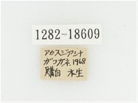 黑虎斑花金龜藏品圖，第2張