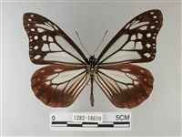 大絹斑蝶藏品圖，第1張