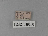 大絹斑蝶藏品圖，第3張