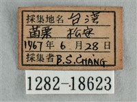 散紋盛蛺蝶藏品圖，第3張