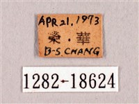 臺灣洒灰蝶藏品圖，第3張