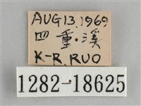 鋸粉蝶藏品圖，第3張