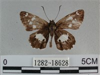 玉帶弄蝶藏品圖，第1張