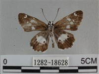 玉帶弄蝶藏品圖，第2張