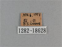 玉帶弄蝶藏品圖，第3張