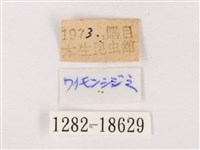尖灰蝶、叉紋小灰蝶藏品圖，第3張