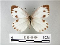 緣點白粉蝶藏品圖，第1張