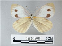 緣點白粉蝶藏品圖，第2張