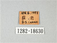 緣點白粉蝶藏品圖，第3張