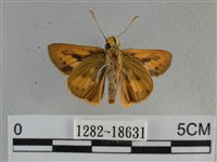 竹橙斑弄蝶藏品圖，第2張