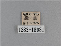 竹橙斑弄蝶藏品圖，第3張