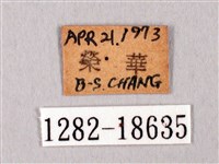 臺灣洒灰蝶藏品圖，第3張