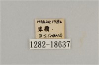 藍灰蝶沖繩亞種藏品圖，第3張