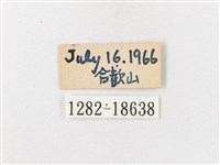 玉山幽眼蝶藏品圖，第3張