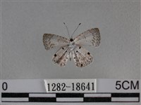 黑星灰蝶藏品圖，第2張