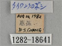 黑星灰蝶藏品圖，第3張