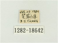 大娜波灰蝶藏品圖，第3張