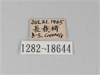 日本紫灰蝶藏品圖，第3張