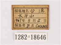 閃灰蝶藏品圖，第3張
