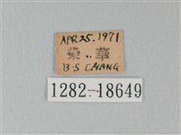 日本紫灰蝶藏品圖，第3張
