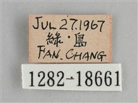 青眼蛺蝶、孔雀青蛺蝶藏品圖，第3張