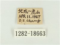 白點褐蜆蝶藏品圖，第3張