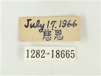 青雀斑灰蝶藏品圖，第3張