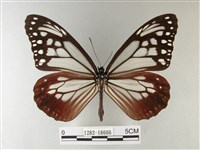 大絹斑蝶藏品圖，第1張