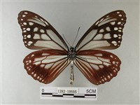 大絹斑蝶藏品圖，第2張