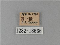 大絹斑蝶藏品圖，第3張