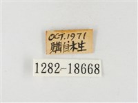 星黃蝶藏品圖，第3張