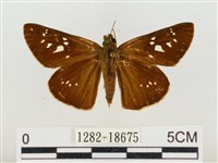 奇萊禪弄蝶藏品圖，第1張