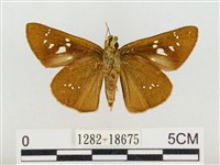 奇萊禪弄蝶藏品圖，第2張