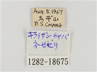 奇萊禪弄蝶藏品圖，第3張