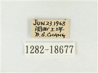 大娜波灰蝶藏品圖，第3張