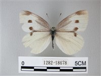 白粉蝶、紋白蝶藏品圖，第1張