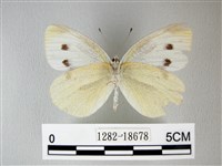 白粉蝶、紋白蝶藏品圖，第2張