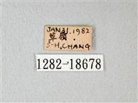 白粉蝶、紋白蝶藏品圖，第3張