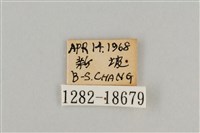 藍灰蝶沖繩亞種藏品圖，第3張