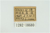 東方喙蝶藏品圖，第3張