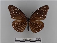 異紋紫斑蝶藏品圖，第1張