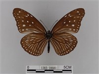 異紋紫斑蝶藏品圖，第2張