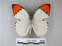 橙端粉蝶、端紅蝶藏品圖，第1張