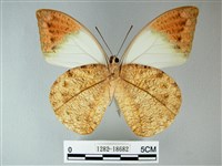 橙端粉蝶、端紅蝶藏品圖，第2張