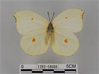 圓翅鉤粉蝶藏品圖，第1張